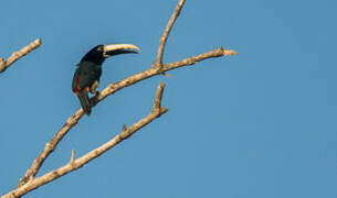 Black-necked Aracari