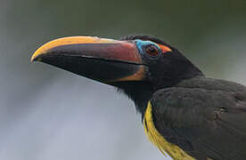 Green Aracari