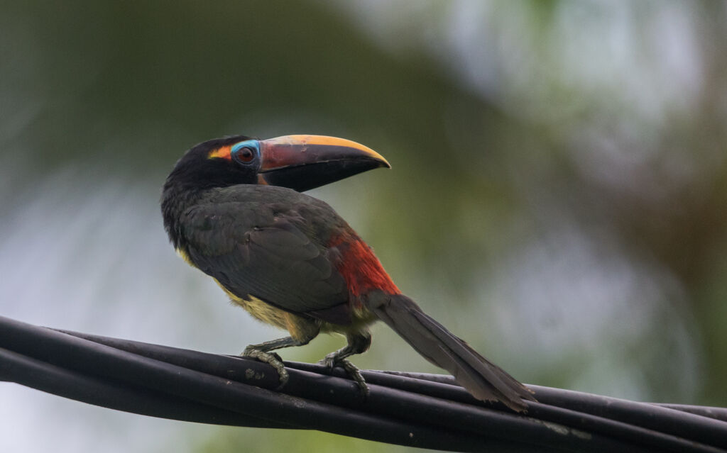 Green Aracari