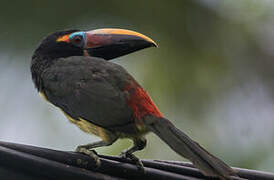 Green Aracari