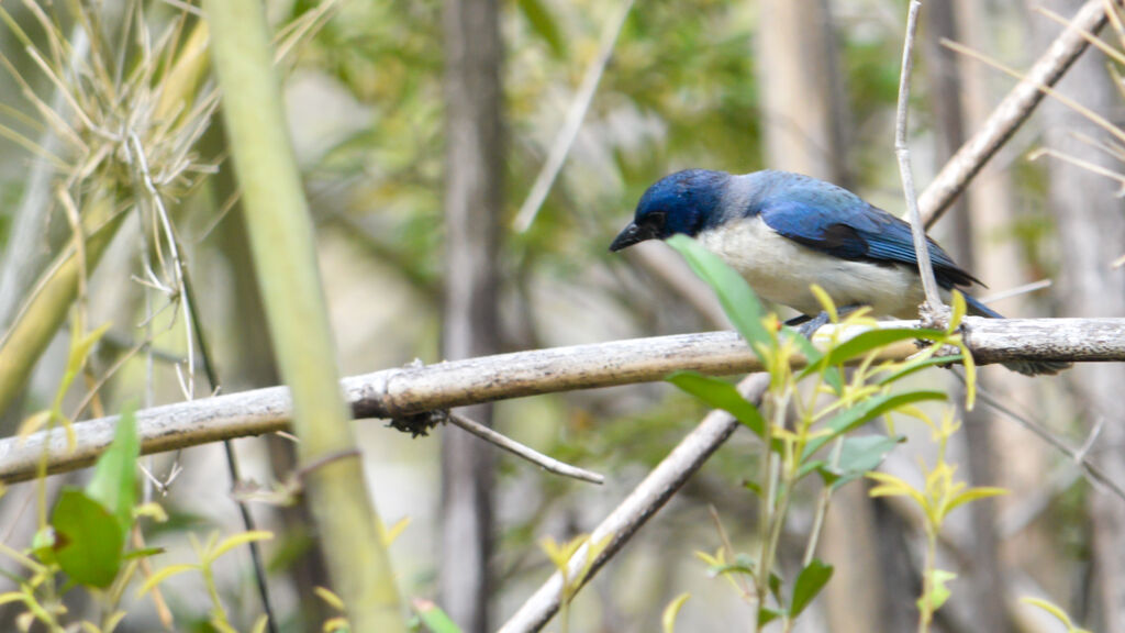 Madagascar Blue Vanga