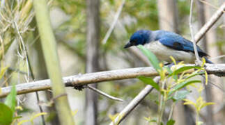 Madagascar Blue Vanga