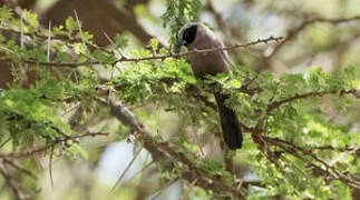 Black-faced Waxbill