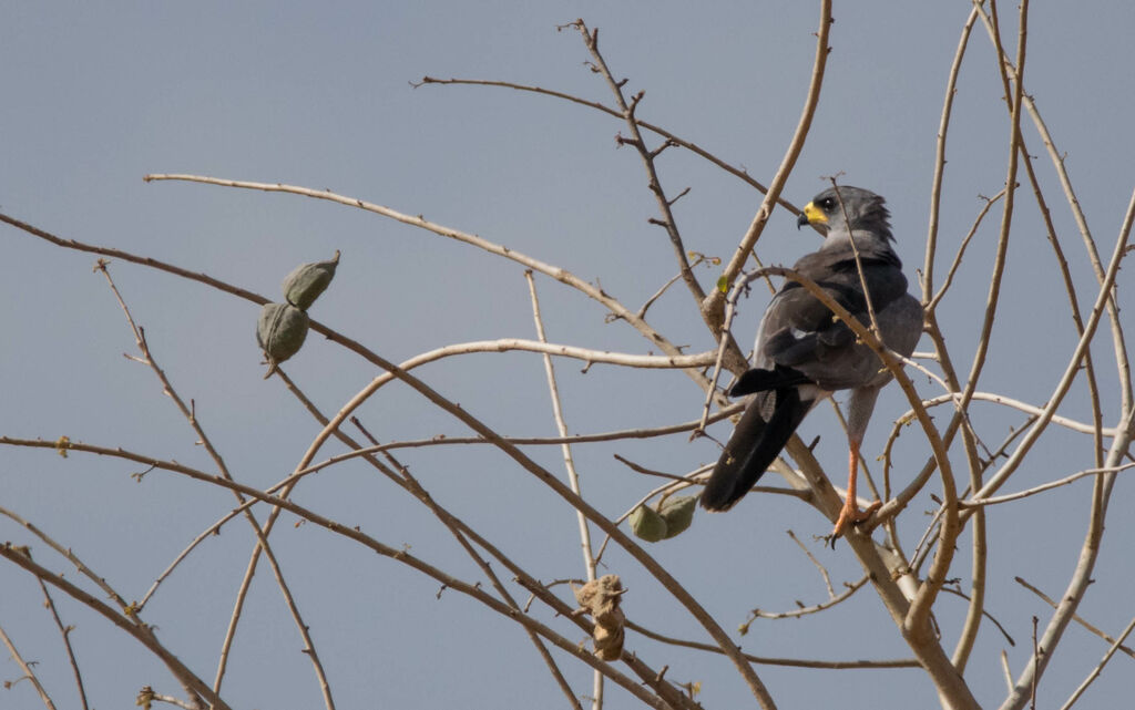 Eastern Chanting Goshawk