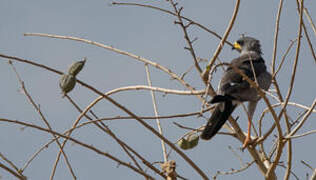 Eastern Chanting Goshawk