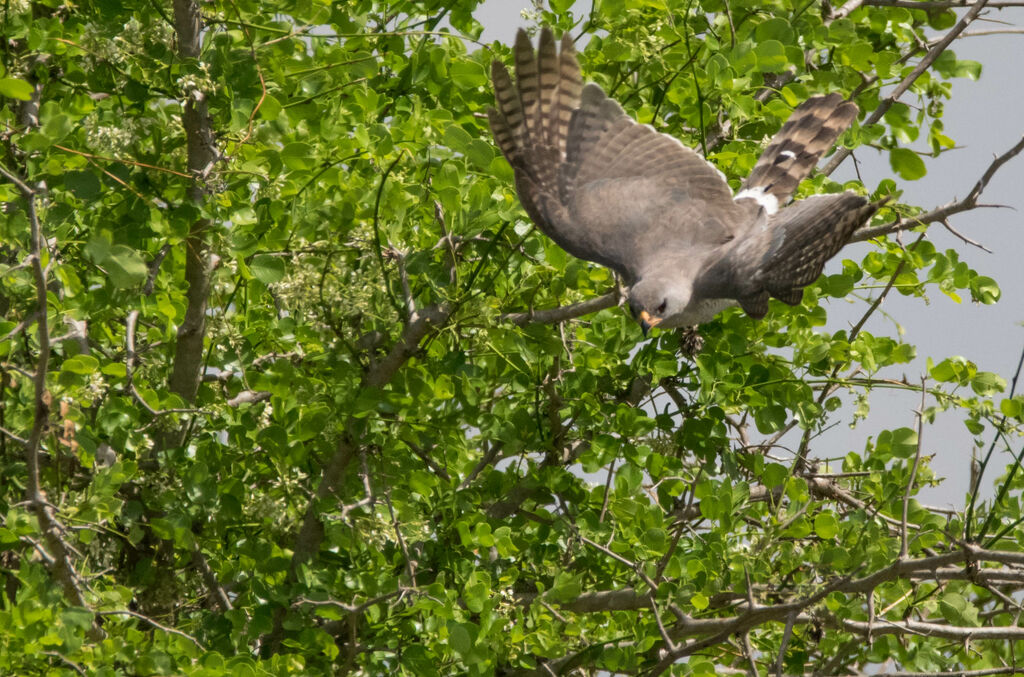 Gabar Goshawk