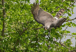 Gabar Goshawk