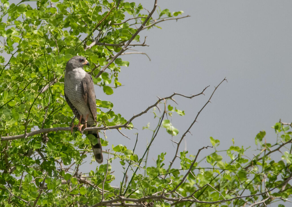 Gabar Goshawk