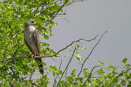 Gabar Goshawk