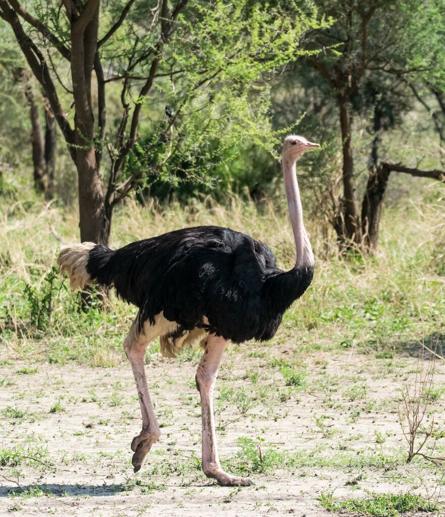 Common Ostrich