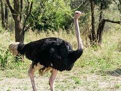 Common Ostrich