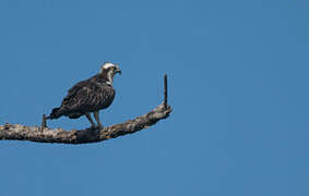 Western Osprey