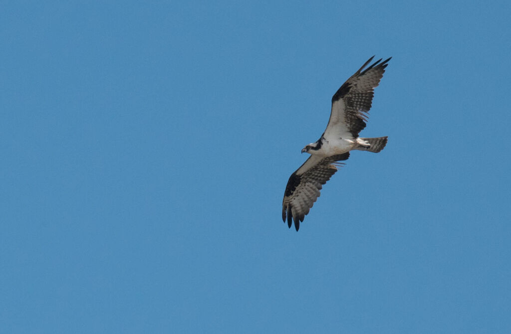 Western Osprey