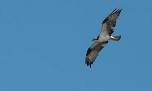 Western Osprey