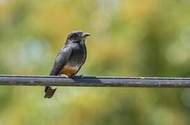 Swallow-winged Puffbird