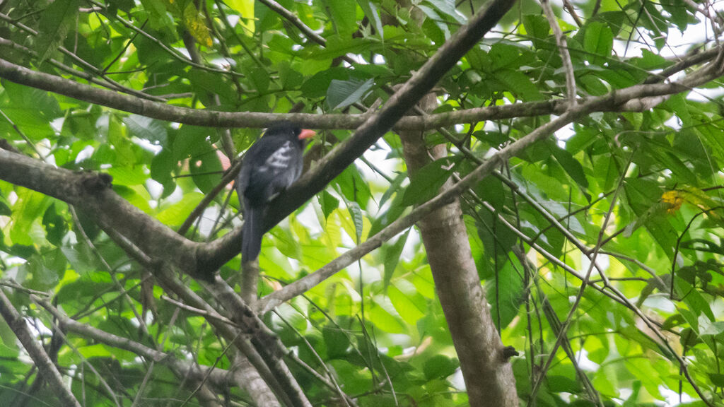 Black Nunbird