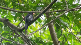 Black Nunbird