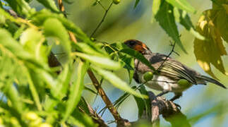 Black-collared Barbet