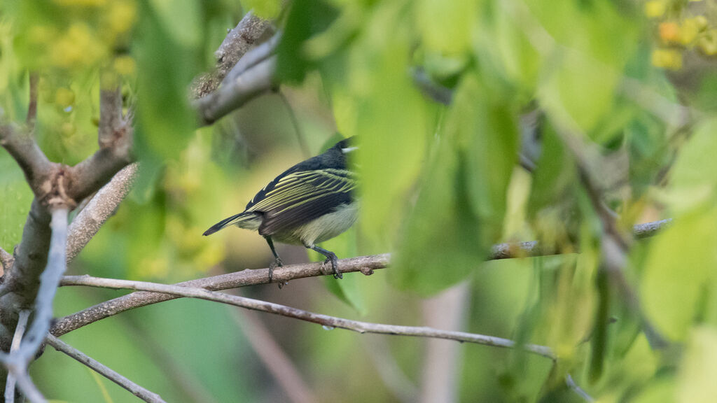 Black-throated Barbet