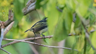 Black-throated Barbet