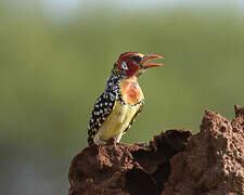 Red-and-yellow Barbet