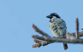 Spot-flanked Barbet