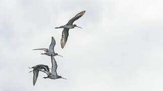 Black-tailed Godwit