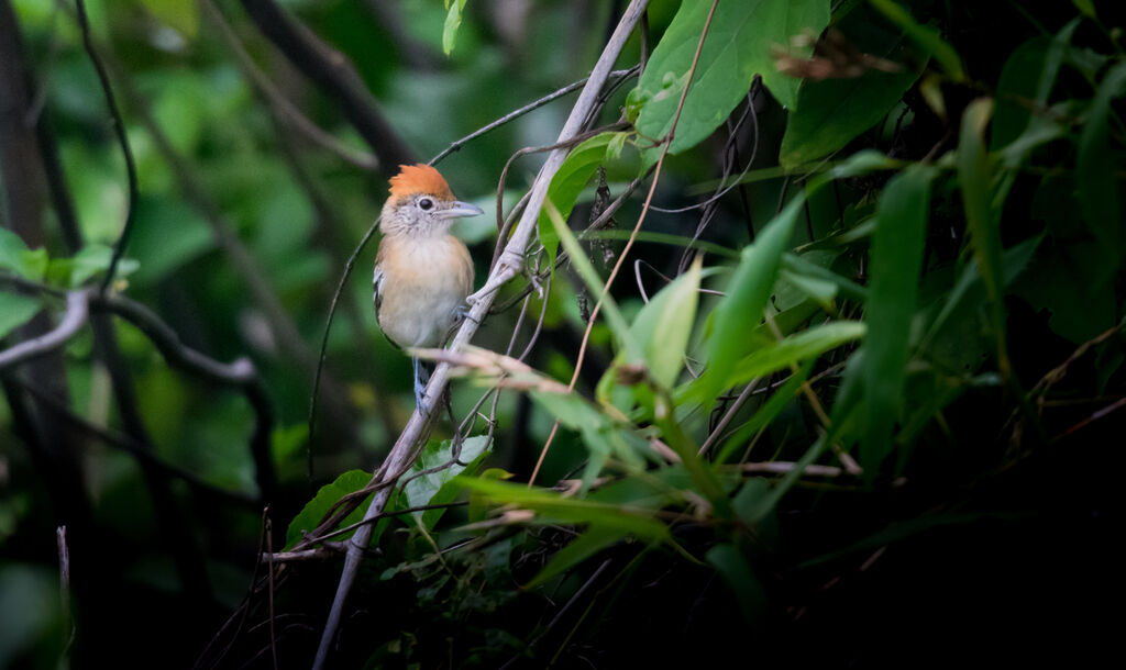 Black-crested Antshrike