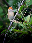 Black-crested Antshrike