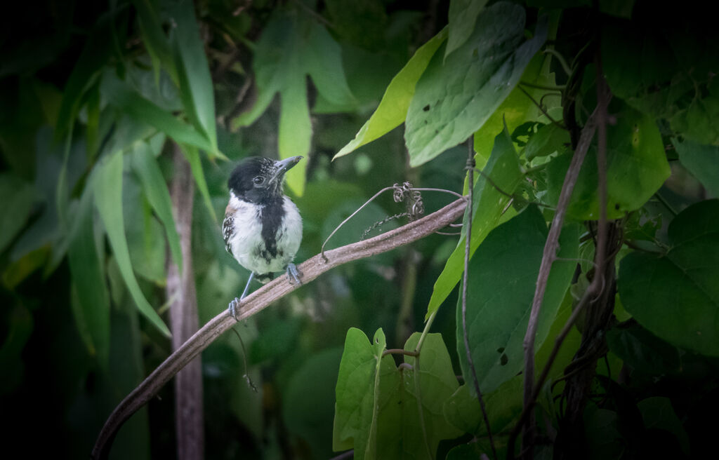 Black-crested Antshrike