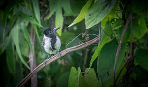 Black-crested Antshrike