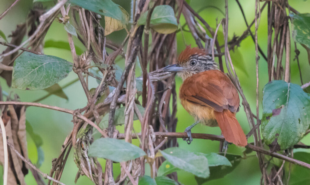 Barred Antshrike female