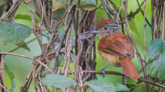 Barred Antshrike