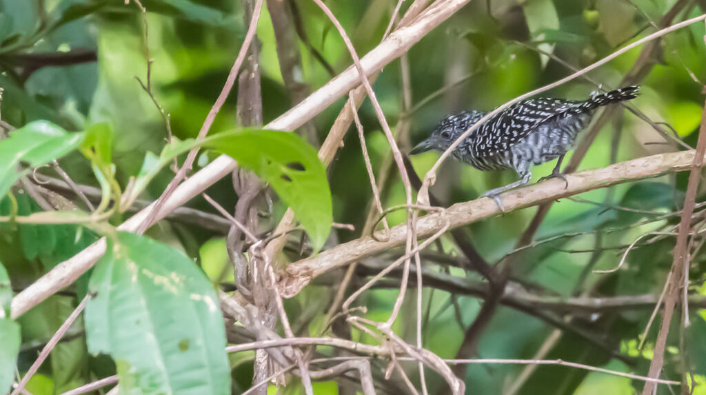 Barred Antshrike