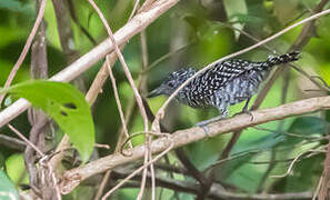 Barred Antshrike