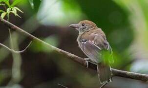 Northern Slaty Antshrike