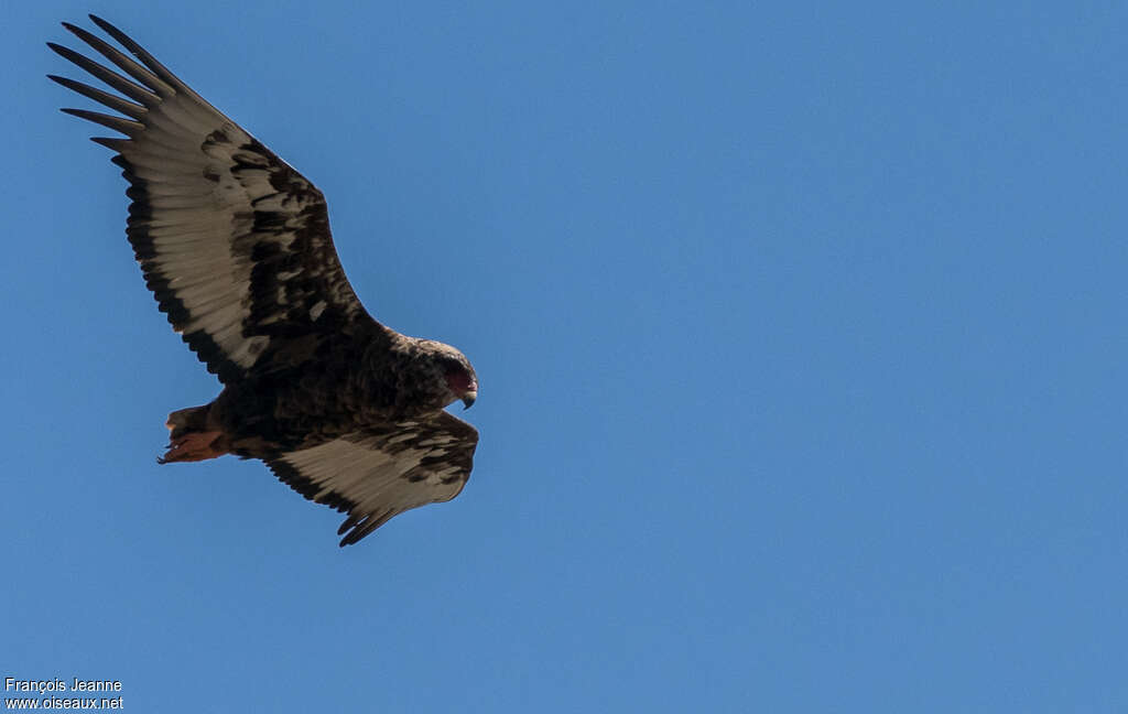 Bateleur des savanesimmature, pigmentation, Vol