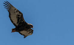 Bateleur des savanes