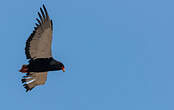 Bateleur des savanes