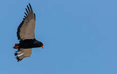 Bateleur des savanes