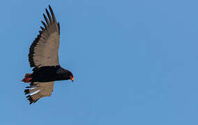 Bateleur des savanes