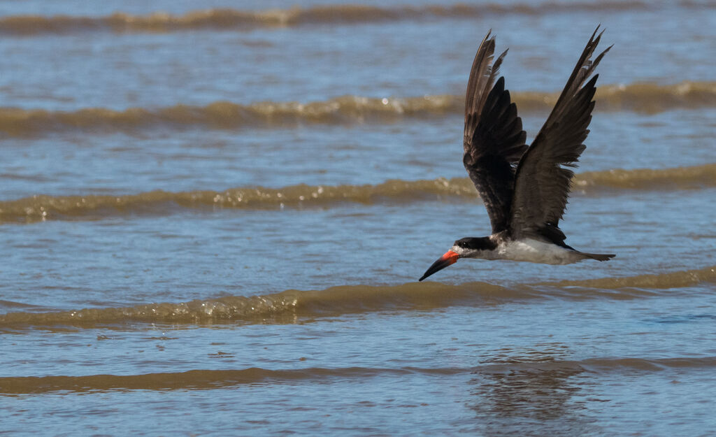 Black Skimmer