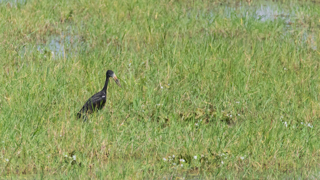 African Openbill