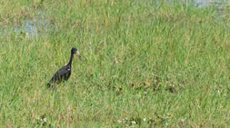 African Openbill