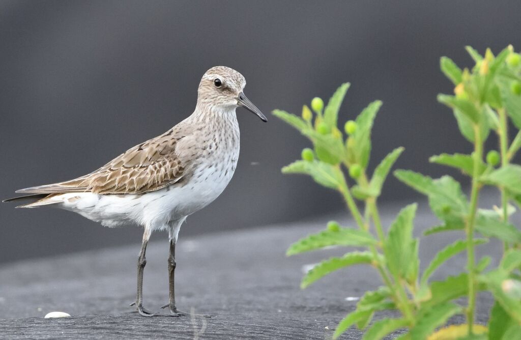 White-rumped Sandpiper