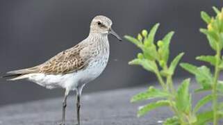 White-rumped Sandpiper