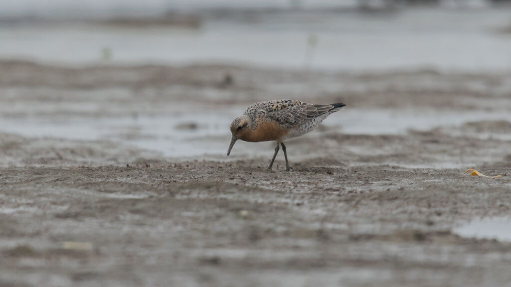 Red Knot