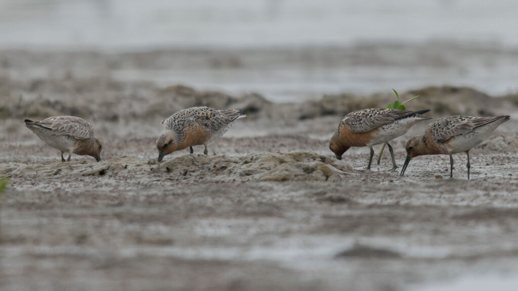 Red Knot