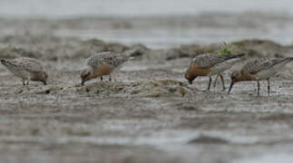 Red Knot