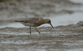 Red Knot